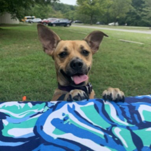 Fundraising Page: Debbie Villano